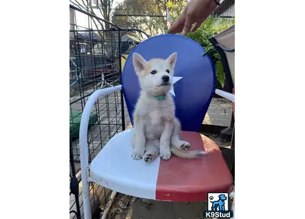 a wolf dog dog sitting in a chair